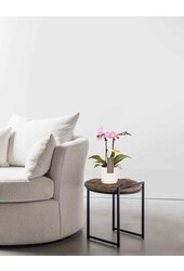 Phalaenopsis Optifriend Lieke Lazio wit