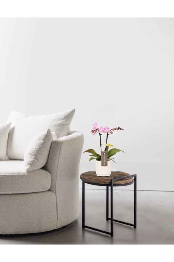 Phalaenopsis Optifriend Lieke Lazio wit
