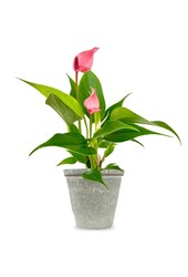 Jeune plante Anthurium lilli