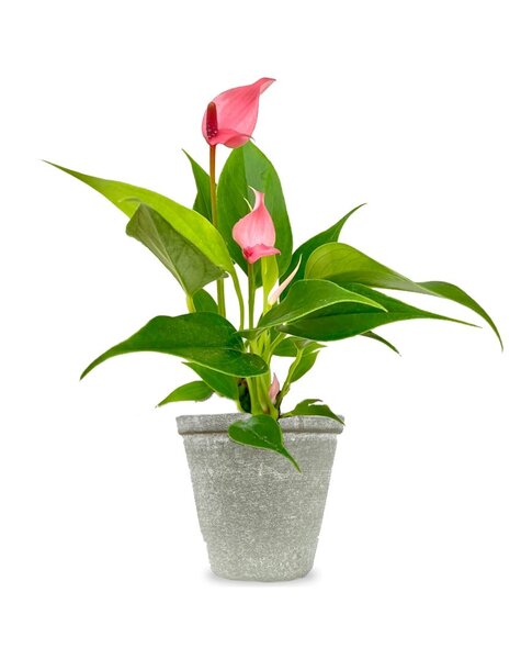 Jeune plante Anthurium lilli