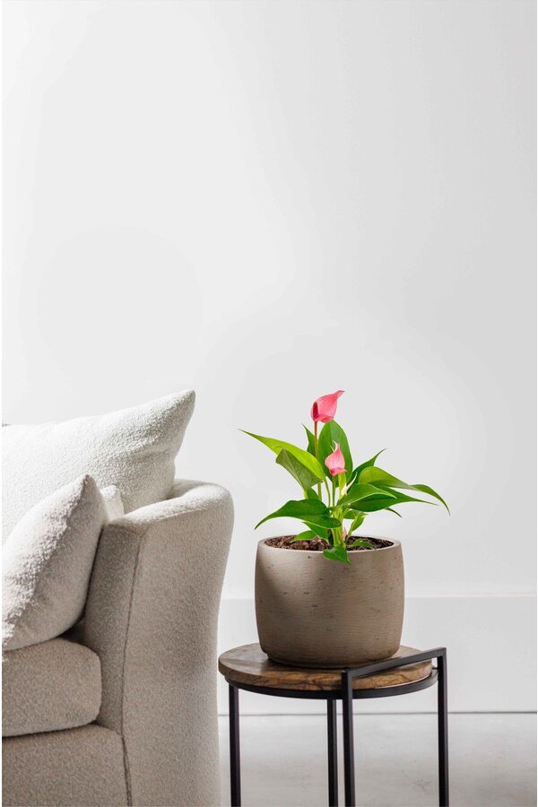 Babyplant Anthurium lilli