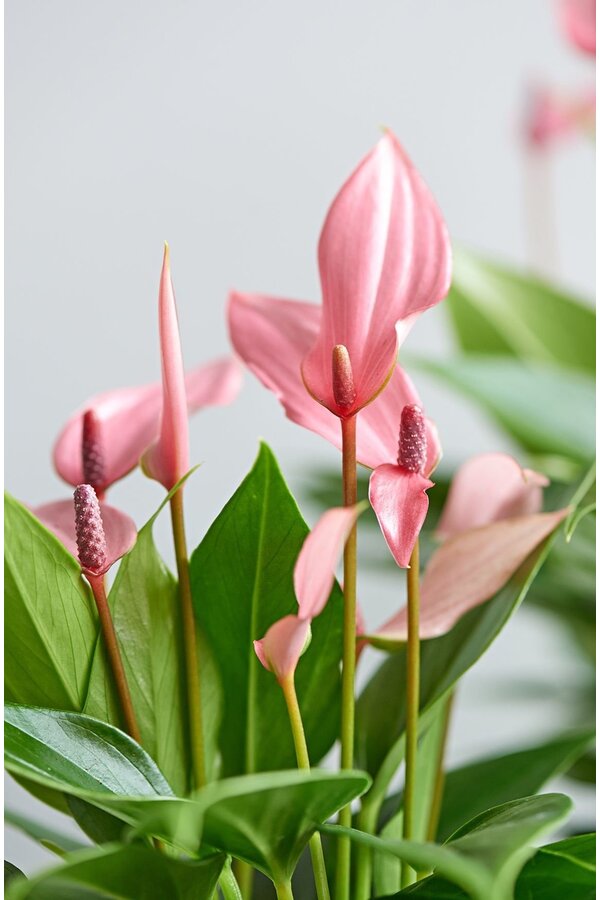 Jeune plante Anthurium lilli