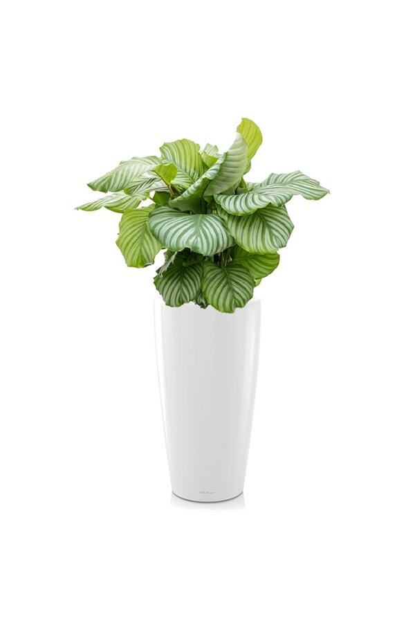 Calathea Orbifolia dans Rondo Auto-arrosant