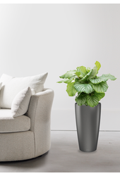 Calathea Orbifolia dans Rondo Auto-arrosant