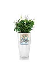 Calathea Orbifolia dans Rondo Auto-arrosant