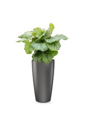 Calathea Orbifolia dans Rondo Auto-arrosant