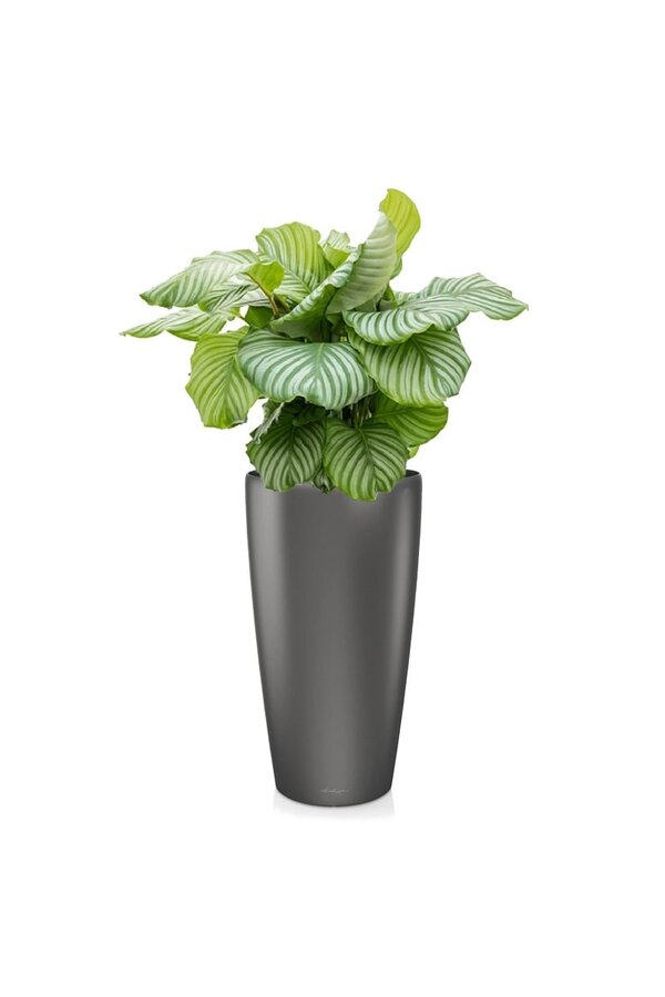 Calathea Orbifolia dans Rondo Auto-arrosant