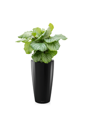 Calathea Orbifolia dans Rondo Auto-arrosant