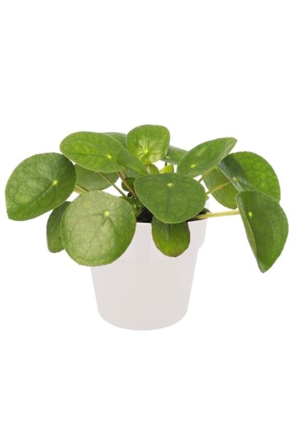 Plante à monnaie chinoise dans B.for Soft