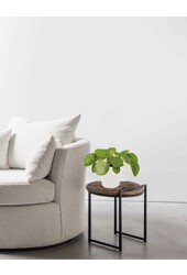 Plante à monnaie chinoise dans B.for Soft