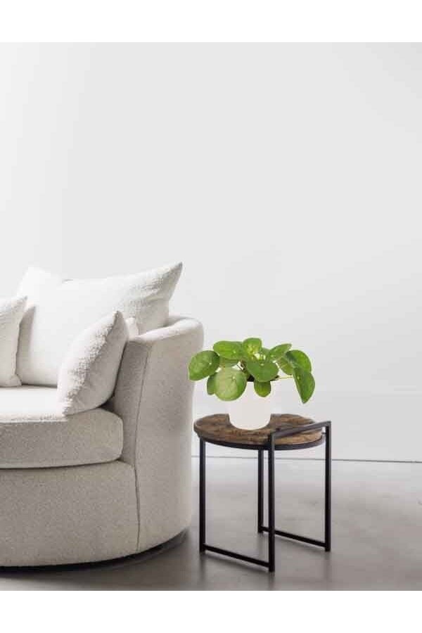 Plante à monnaie chinoise dans B.for Soft