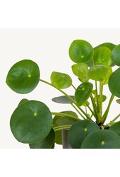 Plante à monnaie chinoise dans B.for Soft