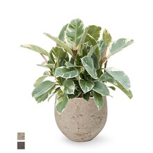Keramiek | Ficus Elastica