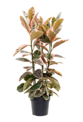 Ficus Elastica Belize