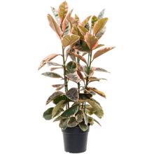 Ficus Elastica