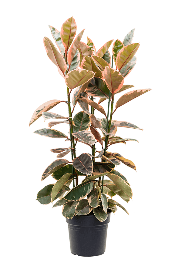 Ficus Elastica Belize