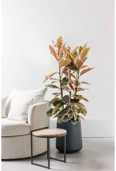 Ficus Elastica Belize