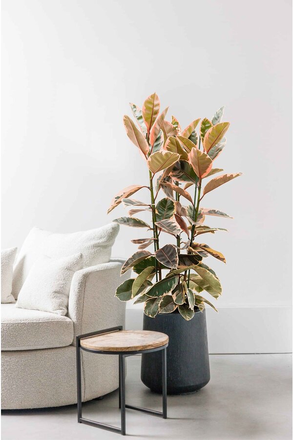 Ficus Elastica Belize