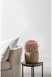 Ferocactus Stainesii