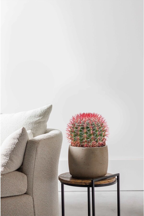 Ferocactus Stainesii