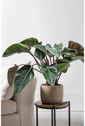 Philodendron Red Beauty L