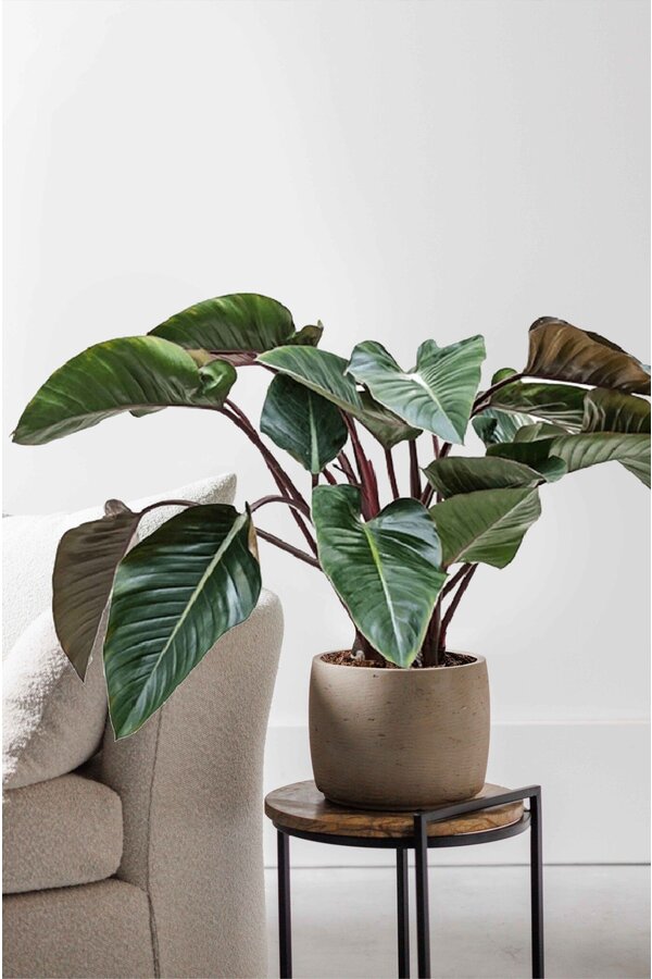 Philodendron Red Beauty L