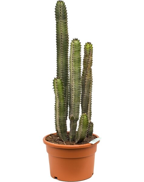 Euphorbia