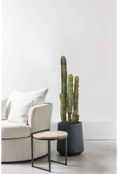 Euphorbia Canariensis