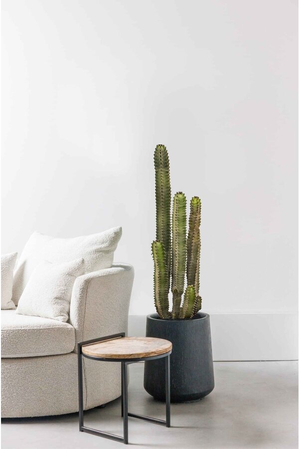 Euphorbia Canariensis
