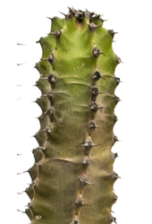 Euphorbia Canariensis