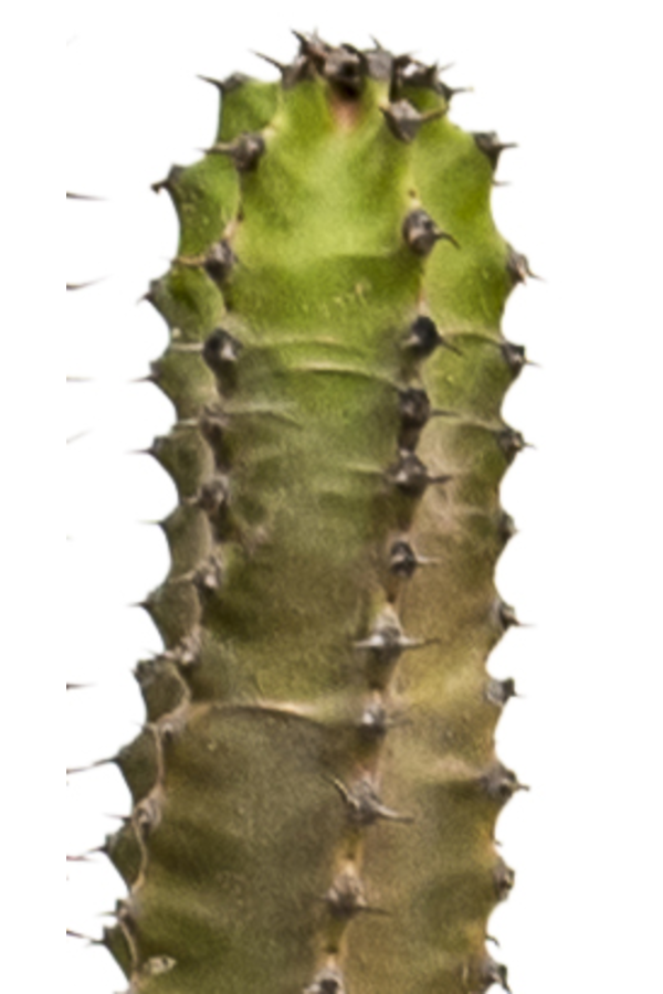 Euphorbia Canariensis