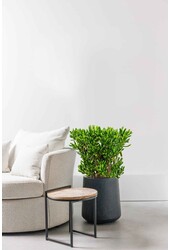 Crassula Horntree XXL