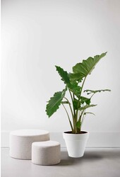 Alocasia Portadora in Pure Round
