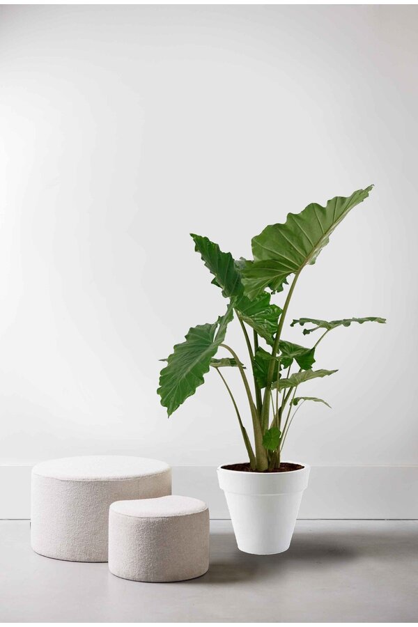 Alocasia Portadora en Pure Round