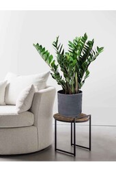 Zamioculcas Duinplant in Charlie pot