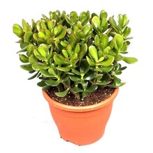 Crassula Ovata M