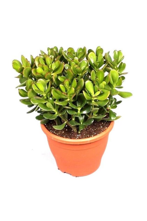 Crassula Ovata M