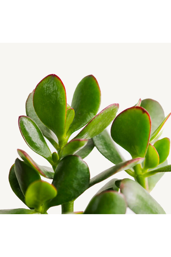 Crassula Ovata M