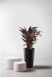 Calathea Rufibarba dans un Rondo à réserve d'eau