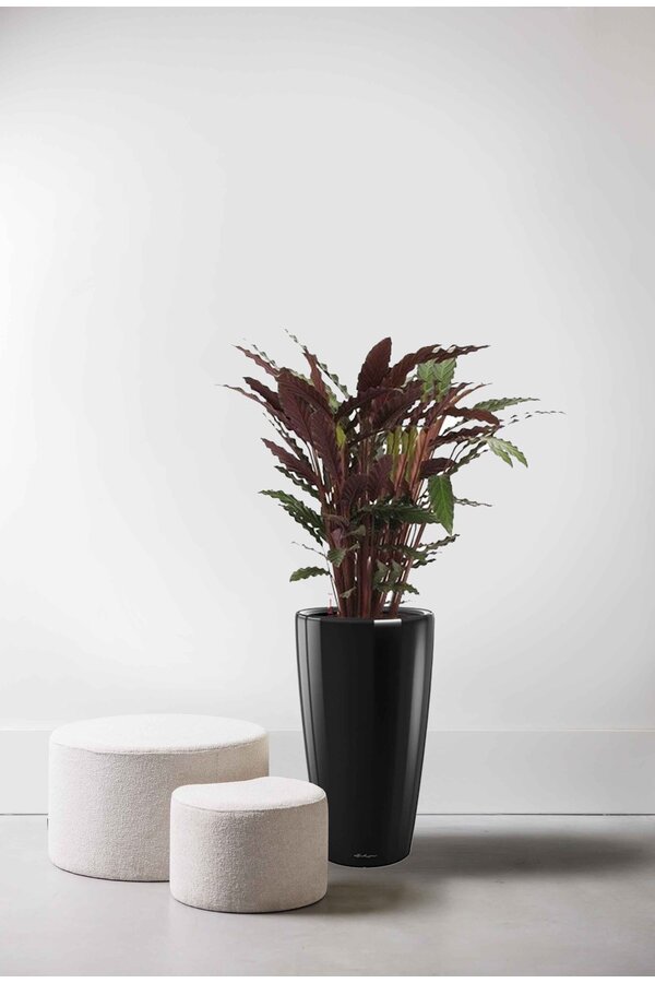 Calathea Rufibarba dans un Rondo à réserve d'eau