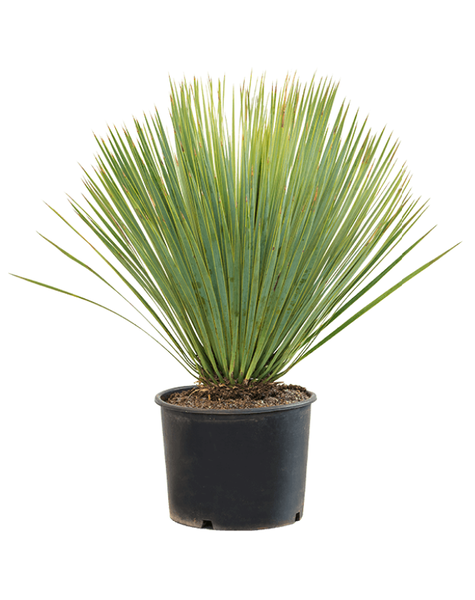 Yucca