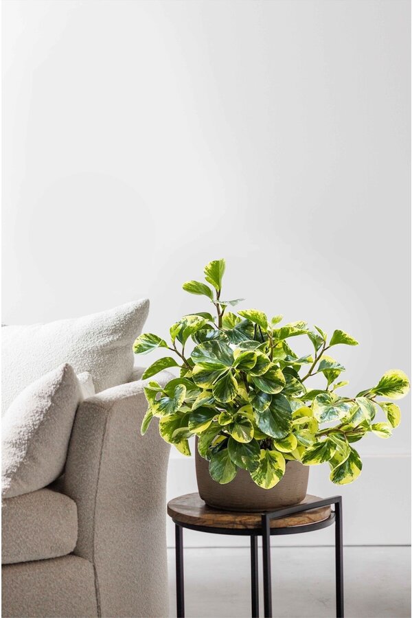 Peperomia Obtusifolia Plante suspendue