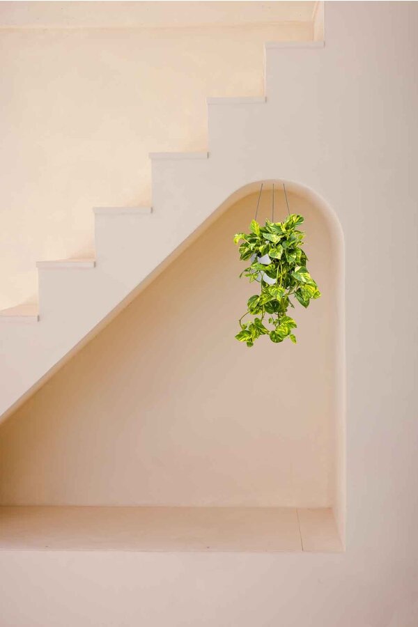 Scindapsus in Greenville hangpot