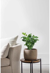 Plant de café (par 6 pièces)