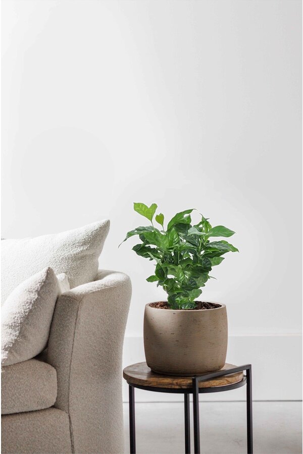 Koffieplant (per 6 stuks)