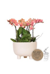 Zachtroze plantenset in Gummy dish incl. waterreservoir DIY Pakket
