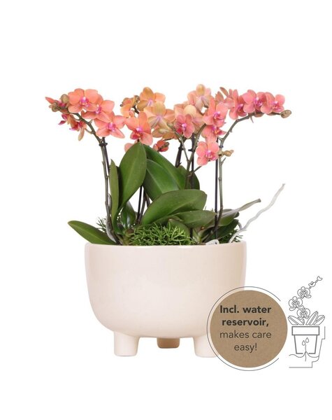 Kolibri Orchids Orchidee