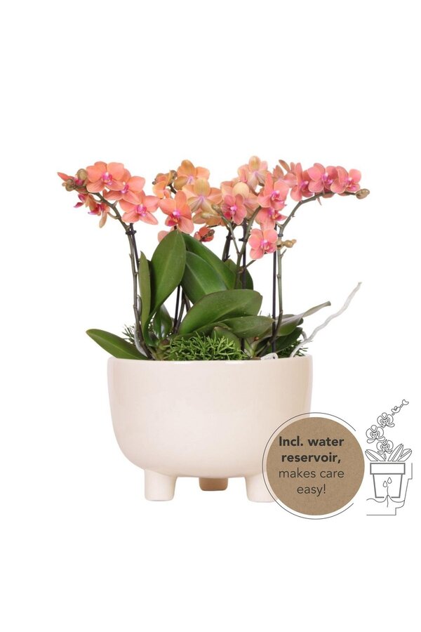 Zachtroze plantenset in Gummy dish incl. waterreservoir DIY Pakket