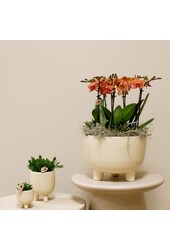 Zachtroze plantenset in Gummy dish incl. waterreservoir DIY Pakket