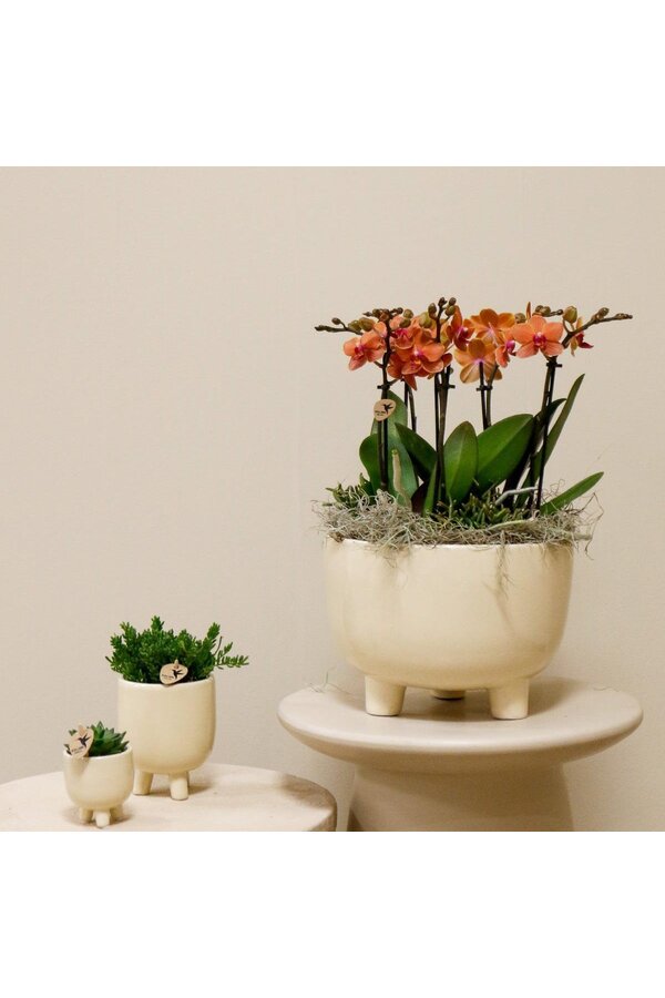 Zachtroze plantenset in Gummy dish incl. waterreservoir DIY Pakket